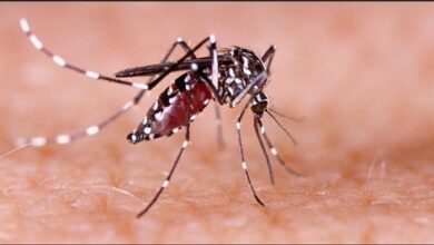 Chennai records surge in fever and dengue cases, doctors urge caution Chennai records surge in fever and dengue cases, doctors urge caution