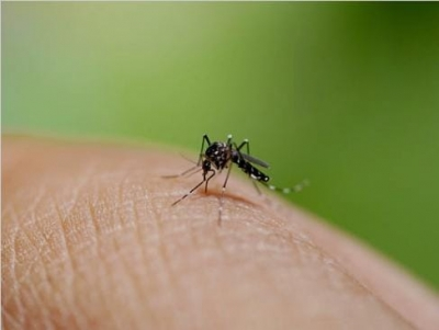 New dengue cases in Bengal cross 500 mark in last seven days New dengue cases in Bengal cross 500 mark in last seven days