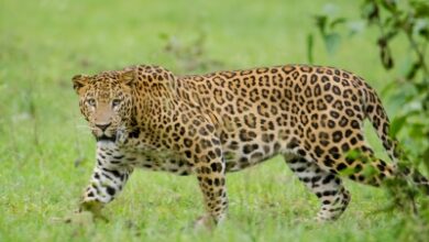 Leopard enters Kota’s Chhatra Vilas Garden, climbs 40-foot Jamun tree