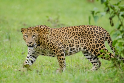 Leopard enters Kota’s Chhatra Vilas Garden, climbs 40-foot Jamun tree