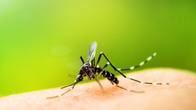 Number of dengue affected in West Bengal this year crosses 5,000 Number of dengue affected in West Bengal this year crosses 5,000