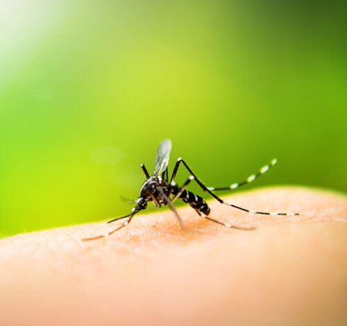 Number of dengue affected in West Bengal this year crosses 5,000 Number of dengue affected in West Bengal this year crosses 5,000