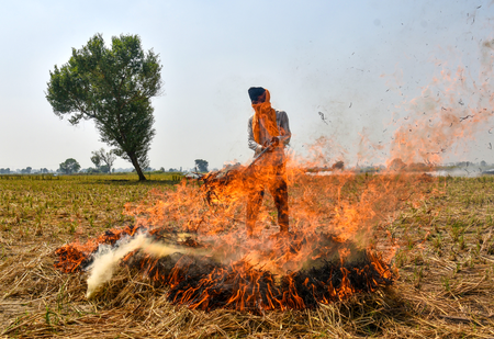 Punjab reports over 700 stubble burning incidents; 24 FIRs registered Punjab reports over 700 stubble burning incidents; 24 FIRs registered