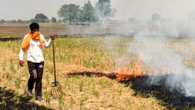Punjab records 1,007 stubble-burning cases; Tarn Taran tops list with 397 incidents