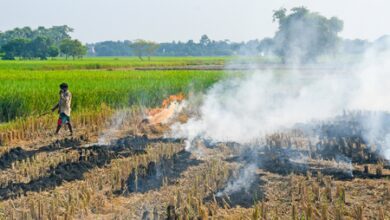 Punjab records 84 stubble-burning fires; Amritsar accounts for 49 incidents