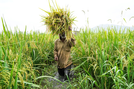 Procurement of 6 Rabi crops surges, MSP payments rise to Rs 8.36 lakh crore Procurement of 6 Rabi crops surges, MSP payments rise to Rs 8.36 lakh crore