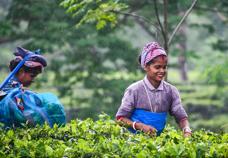 Assam tea workers to get special 20 pc bonus ahead of Durga Puja: Himanta Biswa Sarma