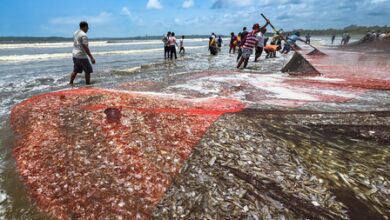 Fisheries conclave to help improve market access, returns for fishermen: Govt