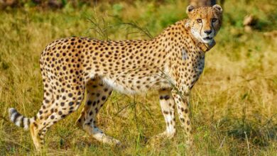 Nauradehi set to become new cheetah habitat in Madhya Pradesh
