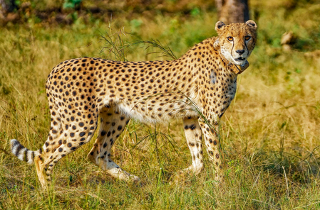Nauradehi set to become new cheetah habitat in Madhya Pradesh Nauradehi set to become new cheetah habitat in Madhya Pradesh