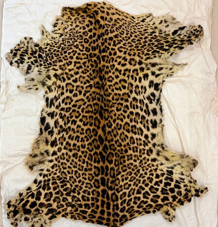 DRI busts illegal leopard skin syndicate in Maha’s Gondia DRI busts illegal leopard skin syndicate in Maha’s Gondia