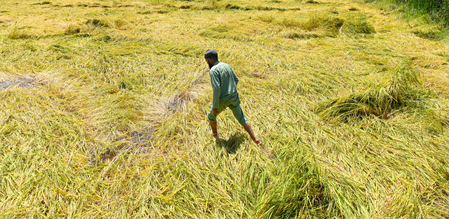 Maha govt declares surveys in 19 more talukas beyond declared drought areas