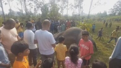 Jharkhand: Elephant found dead in field; tusks missing, poaching angle suspected
