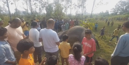 Jharkhand: Elephant found dead in field; tusks missing, poaching angle suspected Jharkhand: Elephant found dead in field; tusks missing, poaching angle suspected