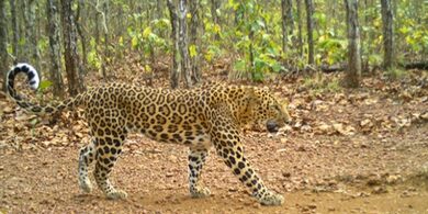 Leopard populations decline in parts of Odisha: WII study
