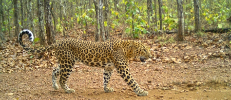Leopard populations decline in parts of Odisha: WII study