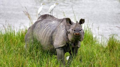 Kaziranga records 4.58 lakh tourists in 2025-26; footfall rises 8.5 pc Kaziranga records 4.58 lakh tourists in 2025-26; footfall rises 8.5 pc