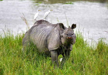 Kaziranga records 4.58 lakh tourists in 2025-26; footfall rises 8.5 pc Kaziranga records 4.58 lakh tourists in 2025-26; footfall rises 8.5 pc