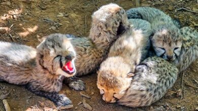 Centre deputes high-level team to probe Kuno cheetah’s death from firearm pellet injuries