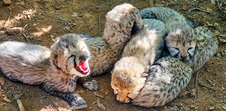 Centre deputes high-level team to probe Kuno cheetah’s death from firearm pellet injuries