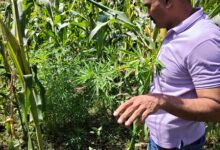 Ganja worth over Rs 2.37 crore found cultivated among cotton crops in Gujarat; four held Ganja worth over Rs 2.37 crore found cultivated among cotton crops in Gujarat; four held