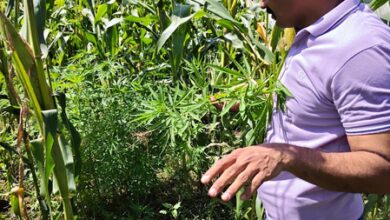 Ganja worth over Rs 2.37 crore found cultivated among cotton crops in Gujarat; four held