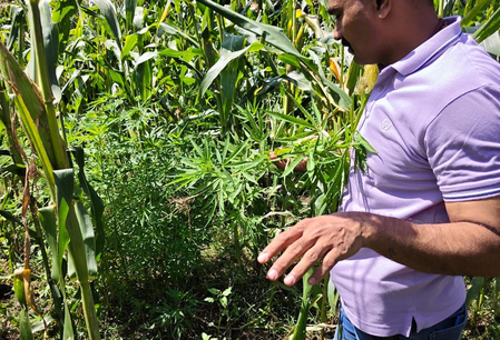 Ganja worth over Rs 2.37 crore found cultivated among cotton crops in Gujarat; four held Ganja worth over Rs 2.37 crore found cultivated among cotton crops in Gujarat; four held