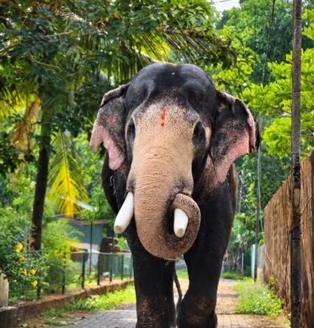 Hundreds pay tribute, bid goodbye to gentle giant ‘Brahmadathan’ in Kerala’s Melambara Hundreds pay tribute, bid goodbye to gentle giant ‘Brahmadathan’ in Kerala’s Melambara