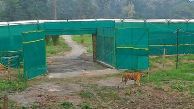 Bengal’s big cat revival: Tigress T138 walks into Buxa wild, begins new chapter