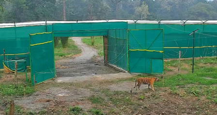 Bengal’s big cat revival: Tigress T138 walks into Buxa wild, begins new chapter