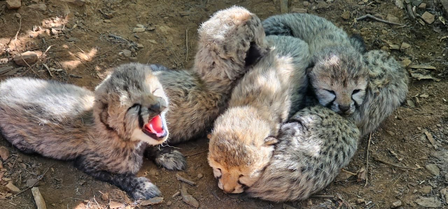 Five cubs born in Kuno National Park take India’s cheetah population to 60