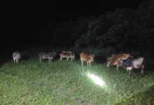 Assam Police recover 98 cattle, one held in smuggling crackdown: CM Sarma