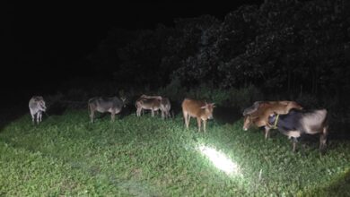 Assam Police recover 98 cattle, one held in smuggling crackdown: CM Sarma Assam Police recover 98 cattle, one held in smuggling crackdown: CM Sarma