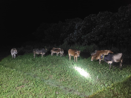 Assam Police recover 98 cattle, one held in smuggling crackdown: CM Sarma Assam Police recover 98 cattle, one held in smuggling crackdown: CM Sarma