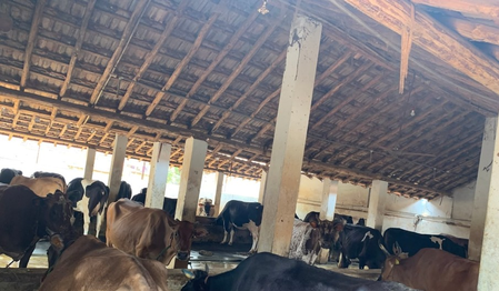 TN: Milk price hike fails to bring full relief to Tiruchy farmers amid deductions