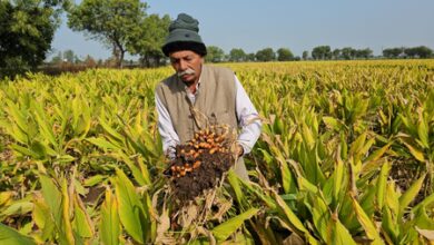 Gujarat farmer earns Rs 11 lakh from four acres by turning turmeric into powder, pickle