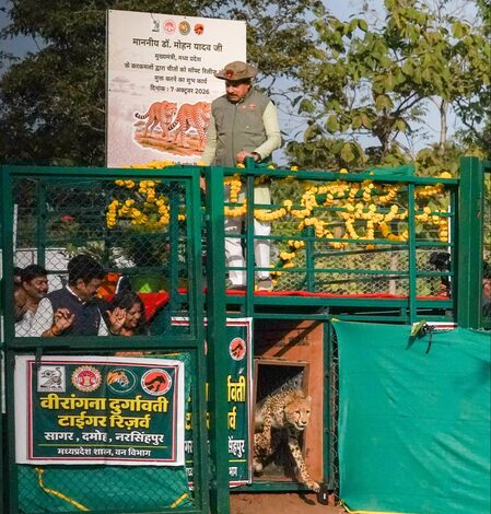 Two cheetahs released at Sagar reserve as MP expands reintroduction programme to third habitat Two cheetahs released at Sagar reserve as MP expands reintroduction programme to third habitat