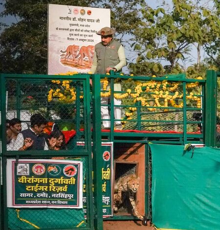 MP’s Nauradehi Sanctuary becomes 3rd cheetah habitat in India MP’s Nauradehi Sanctuary becomes 3rd cheetah habitat in India