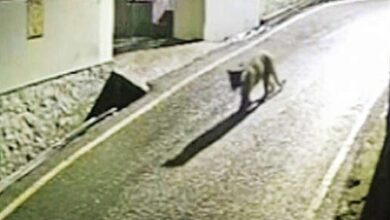 TN: Leopard video sparks fear near Kotagiri in Nilgiris; residents seek action TN: Leopard video sparks fear near Kotagiri in Nilgiris; residents seek action