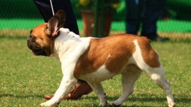 Bengal to soon have 375 fair price medicine shops for pet animals, birds Bengal to soon have 375 fair price medicine shops for pet animals, birds