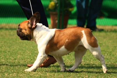 Bengal to soon have 375 fair price medicine shops for pet animals, birds