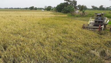 TN: Water shortage destroys samba paddy in Thanjavur; farmers seek compensation