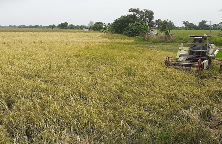 TN: Water shortage destroys samba paddy in Thanjavur; farmers seek compensation TN: Water shortage destroys samba paddy in Thanjavur; farmers seek compensation