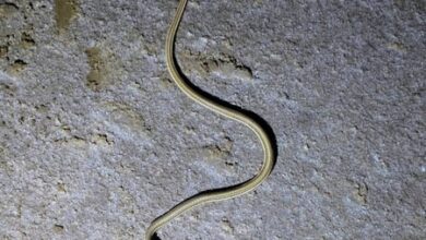 Rare snake pair spotted in Kutch, one of Gujarat’s few recorded sightings Rare snake pair spotted in Kutch, one of Gujarat’s few recorded sightings