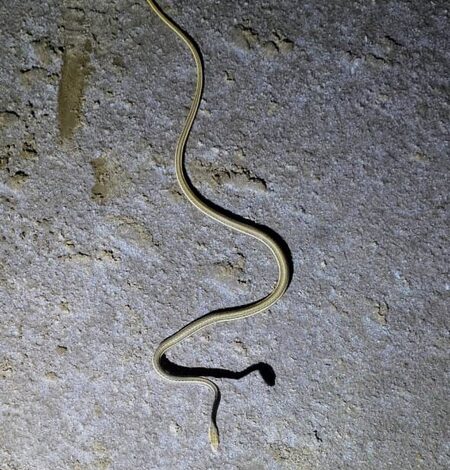 Rare snake pair spotted in Kutch, one of Gujarat’s few recorded sightings Rare snake pair spotted in Kutch, one of Gujarat’s few recorded sightings