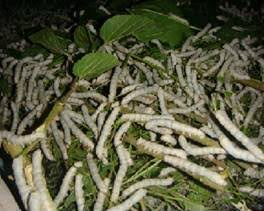 TN: Cocoon arrivals fall as water scarcity hits Coimbatore sericulture TN: Cocoon arrivals fall as water scarcity hits Coimbatore sericulture