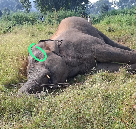 Male elephant suspected to have died of electrocution in MP’s Shahdol Male elephant suspected to have died of electrocution in MP’s Shahdol