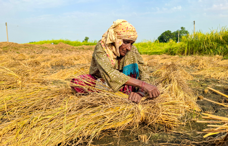 Haryana govt procures 15.52 lakh metric tons of paddy Haryana govt procures 15.52 lakh metric tons of paddy