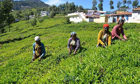 FSSAI proposes science-based pesticide residue limits for tea FSSAI proposes science-based pesticide residue limits for tea