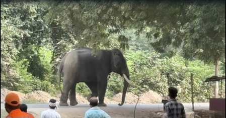 Elephant seriously injures mahout, creates panic in Varanasi’s Ramnagar; over 200 police personnel deployed Elephant seriously injures mahout, creates panic in Varanasi’s Ramnagar; over 200 police personnel deployed